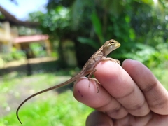 Calotes versicolor