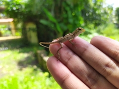 Calotes versicolor