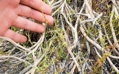Chorizanthe brevicornu