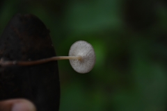 Agaricales