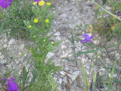 Matricaria tzvelevii