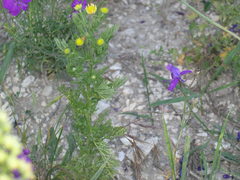 Matricaria tzvelevii