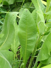 Centaurea macrocephala