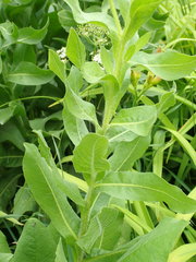 Centaurea macrocephala