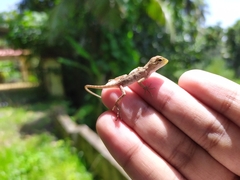 Calotes versicolor