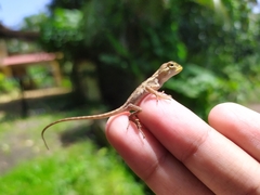 Calotes versicolor