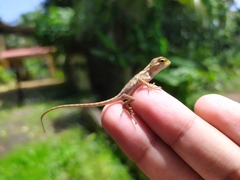 Calotes versicolor