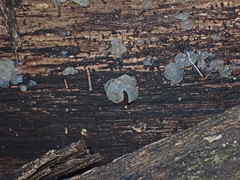 Tremella globispora