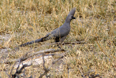 Corythaixoides concolor concolor