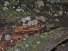 Tremella globispora