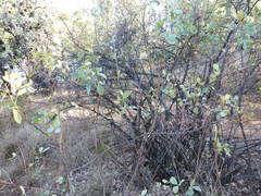 Searsia zeyheri
