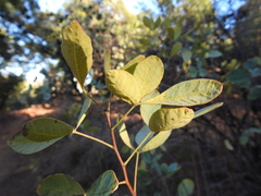 Searsia zeyheri