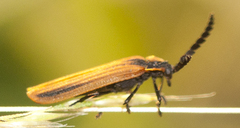 Trichalus ampliatus