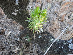 Senecio barbertonicus