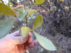 Searsia zeyheri