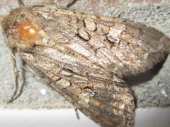 Mamestra brassicae