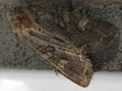Mamestra brassicae