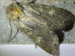 Mamestra brassicae