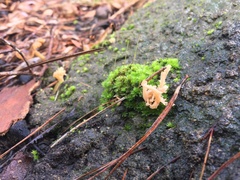 Clavulina vinaceocervina