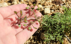 Lomatium mohavense
