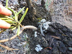 Senecio barbertonicus