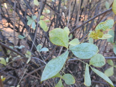 Searsia zeyheri