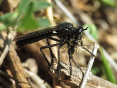 Dasypogon