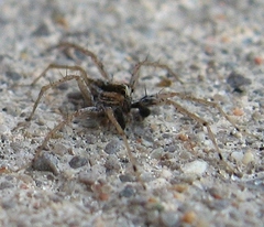 Pardosa distincta