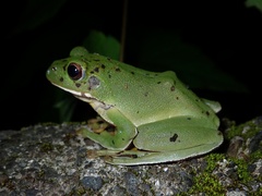 Zhangixalus arboreus