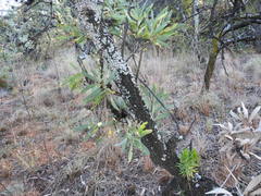 Senecio barbertonicus