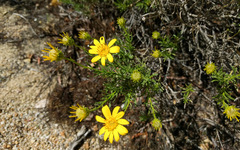 Ericameria linearifolia