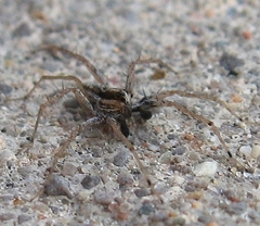 Pardosa distincta