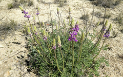 Lupinus excubitus