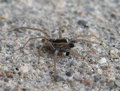 Pardosa distincta