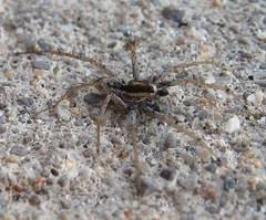 Pardosa distincta