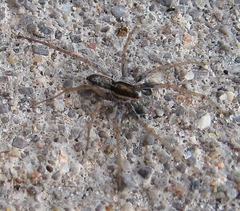 Pardosa distincta