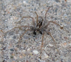 Pardosa distincta