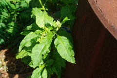 Pokeweed mosaic virus