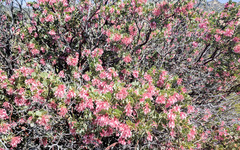 Arctostaphylos pringlei drupacea