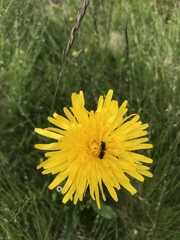 Hypochaeris uniflora