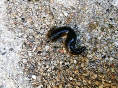 Haemopidae