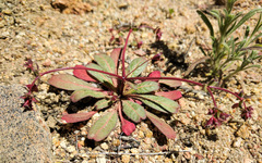 Sidotheca emarginata