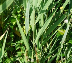 Phragmites australis