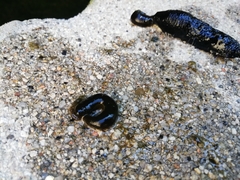 Haemopidae