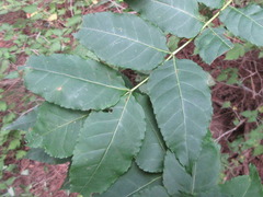 Picrasma quassioides