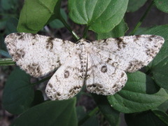 Ophthalmitis albosignaria