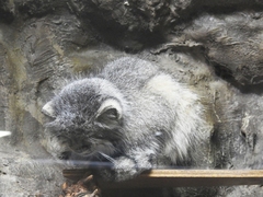 Otocolobus manul