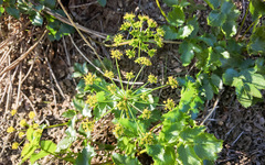 Tauschia arguta