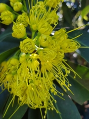 Xanthostemon chrysanthus