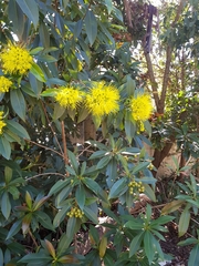Xanthostemon chrysanthus